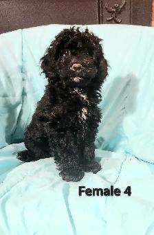 Cockapoo Puppies - Photo 10