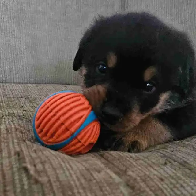 Purebred Rottweiler Puppies