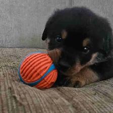 Purebred Rottweiler Puppies