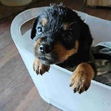 Purebred Rottweiler Puppies - Photo 2