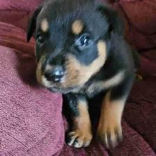 Purebred Rottweiler Puppies - Photo 3