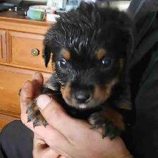 Purebred Rottweiler Puppies - Photo 4