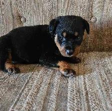 Purebred Rottweiler Puppies - Photo 5