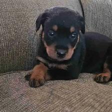 Purebred Rottweiler Puppies - Photo 6