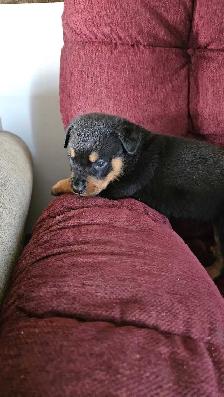 Purebred Rottweiler Puppies - Photo 7