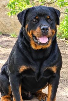 Purebred Rottweiler Puppies - Photo 8