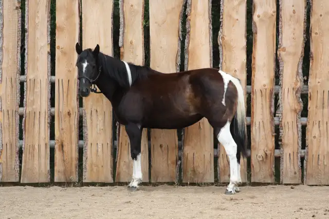 6yr Old Super Quiet Broke Paint Mare