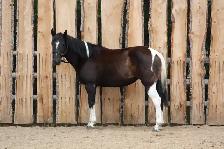 6yr Old Super Quiet Broke Paint Mare