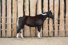 6yr Old Super Quiet Broke Paint Mare - Photo 2