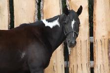 6yr Old Super Quiet Broke Paint Mare - Photo 3
