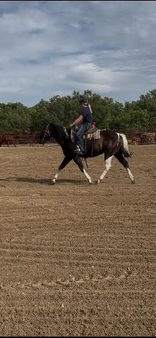 6yr Old Super Quiet Broke Paint Mare - Photo 4