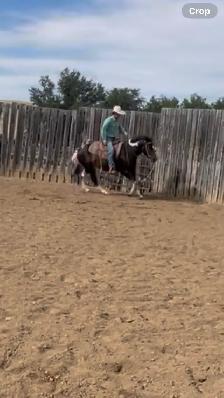 6yr Old Super Quiet Broke Paint Mare - Photo 5