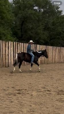 6yr Old Super Quiet Broke Paint Mare - Photo 6