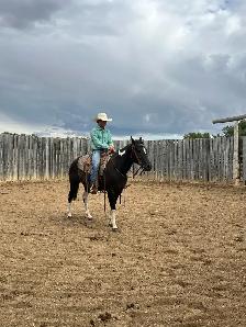 6yr Old Super Quiet Broke Paint Mare - Photo 7
