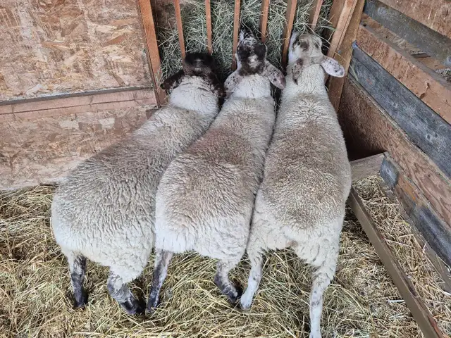 suffolk x ewes