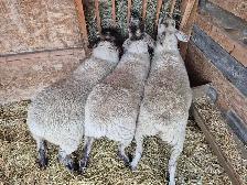 suffolk x ewes