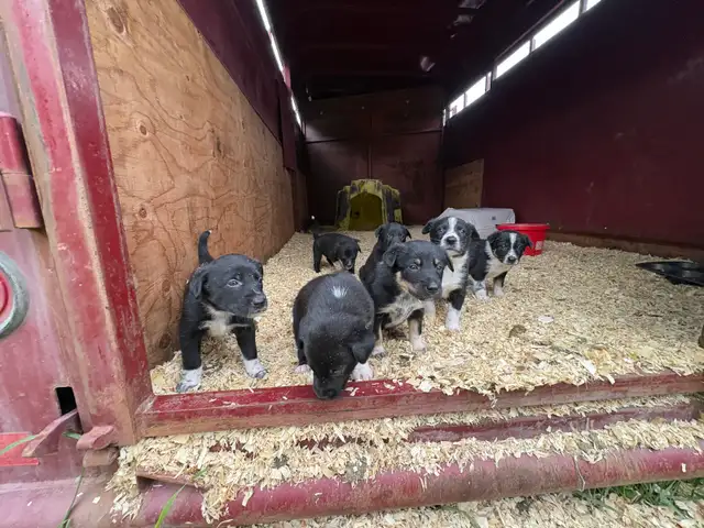 border collie x kelpie