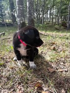 border collie x kelpie - Photo 2