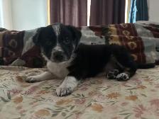 border collie x kelpie - Photo 3