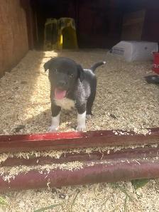 border collie x kelpie - Photo 4