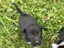 border collie x kelpie - Photo 5