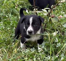border collie x kelpie - Photo 6