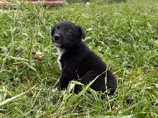 border collie x kelpie - Photo 7