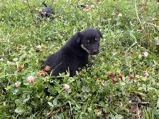 border collie x kelpie - Photo 8