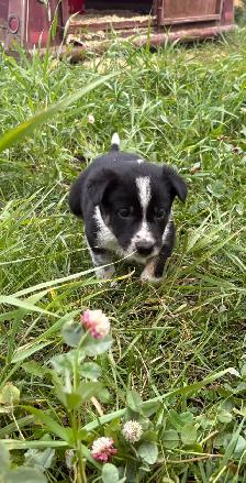 border collie x kelpie - Photo 9