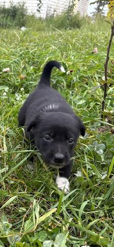 border collie x kelpie - Photo 10