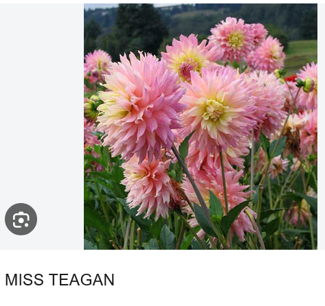 DAHLIA TUBERS . FREE