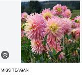 DAHLIA TUBERS . FREE