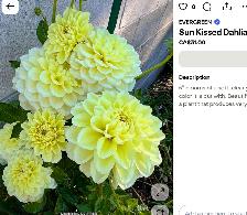 DAHLIA TUBERS . FREE - Photo 2