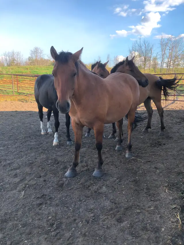 Fjord/quarter horse cross geldings