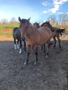 Fjord/quarter horse cross geldings