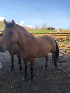 Fjord/quarter horse cross geldings - Photo 2
