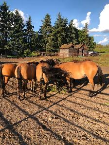 Fjord/quarter horse cross geldings - Photo 3