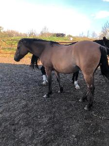 Fjord/quarter horse cross geldings - Photo 4