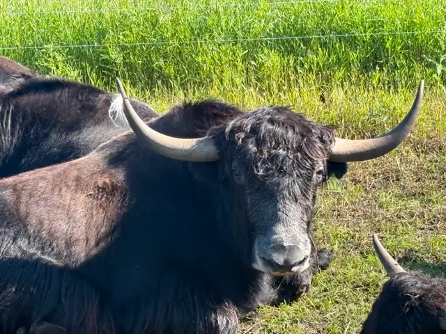 Yak Meat Available