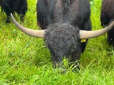 Yak Meat Available - Photo 2