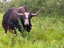 Yak Meat Available - Photo 3