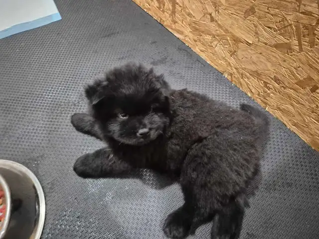 Chow Chow Pups
