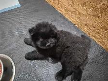 Chow Chow Pups