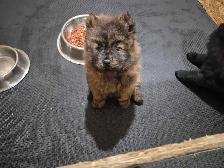Chow Chow Pups - Photo 2