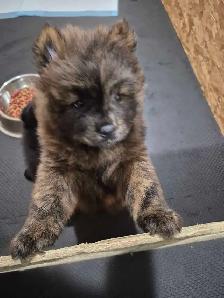 Chow Chow Pups - Photo 3