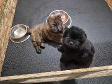 Chow Chow Pups - Photo 4