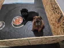 Chow Chow Pups - Photo 5