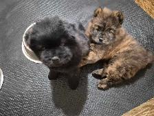 Chow Chow Pups - Photo 6
