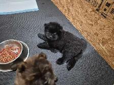 Chow Chow Pups - Photo 7