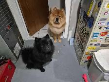 Chow Chow Pups - Photo 8